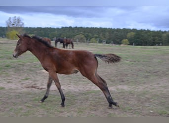 Poney de selle allemand, Jument, 1 Année, Bai