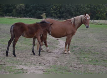 Poney de selle allemand, Jument, 1 Année, Bai