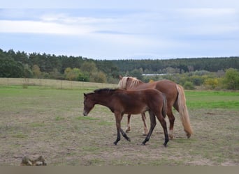 Poney de selle allemand, Jument, 1 Année, Bai