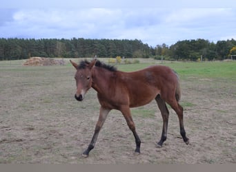 Poney de selle allemand, Jument, 1 Année, Bai