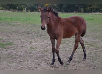 Poney de selle allemand, Jument, 1 Année, Bai