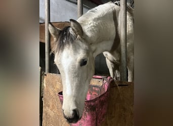 Poney de selle allemand, Jument, 1 Année, Buckskin