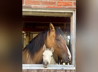 Poney de selle allemand, Jument, 1 Année, Buckskin