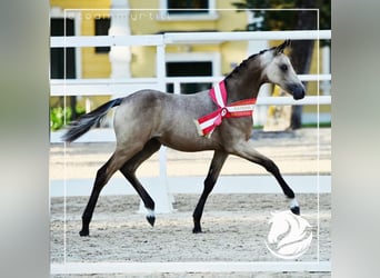 Poney de selle allemand, Jument, 1 Année, Buckskin