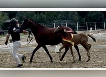 Poney de selle allemand, Jument, 1 Année, Buckskin