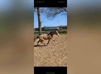 Poney de selle allemand, Jument, 1 Année, Isabelle