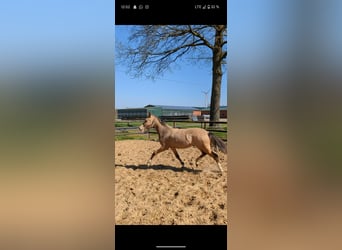 Poney de selle allemand, Jument, 1 Année, Isabelle