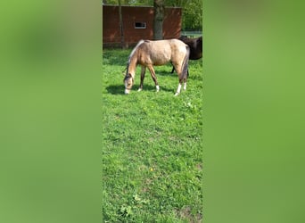 Poney de selle allemand, Jument, 1 Année, Isabelle