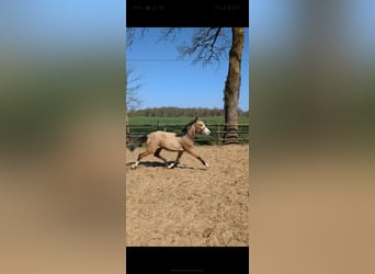 Poney de selle allemand, Jument, 1 Année, Isabelle