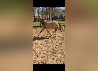 Poney de selle allemand, Jument, 1 Année, Isabelle