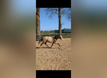 Poney de selle allemand, Jument, 1 Année, Isabelle