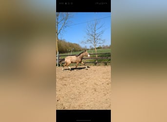 Poney de selle allemand, Jument, 1 Année, Isabelle