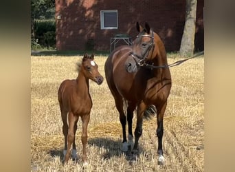 Poney de selle allemand, Jument, 20 Ans, 142 cm, Bai brun