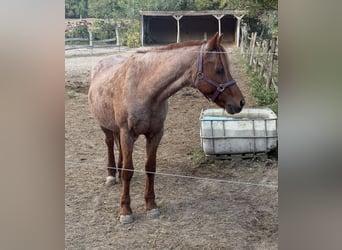 Poney de selle allemand, Jument, 21 Ans, 147 cm, Aubère