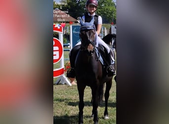 Poney de selle allemand, Jument, 22 Ans, 146 cm, Bai brun