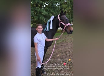 Poney de selle allemand, Jument, 22 Ans, 146 cm, Bai brun