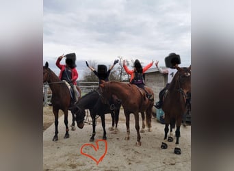 Poney de selle allemand, Jument, 23 Ans, 148 cm, Bai brun foncé