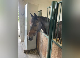 Poney de selle allemand, Jument, 25 Ans, 148 cm, Bai
