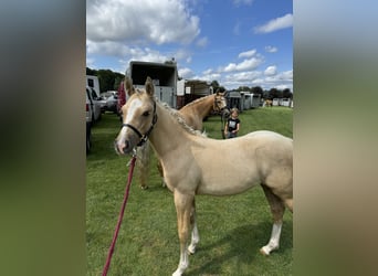 Poney de selle allemand, Jument, 2 Ans, 130 cm, Palomino