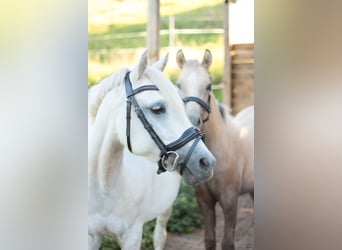Poney de selle allemand, Jument, 2 Ans, 135 cm, Gris