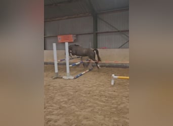 Poney de selle allemand, Jument, 2 Ans, 135 cm, Gris