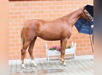 Poney de selle allemand, Jument, 2 Ans, 136 cm, Alezan brûlé