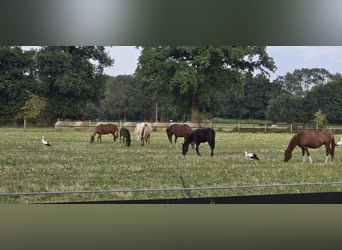 Poney de selle allemand, Jument, 2 Ans, 136 cm, Alezan brûlé