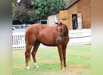 Poney de selle allemand, Jument, 2 Ans, 136 cm, Alezan brûlé