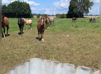 Poney de selle allemand, Jument, 2 Ans, 136 cm, Alezan
