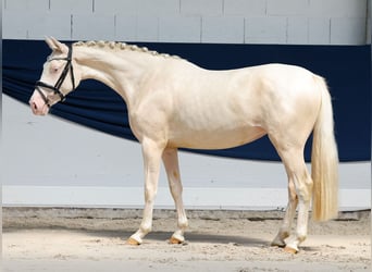 Poney de selle allemand, Jument, 2 Ans, 136 cm, Cremello