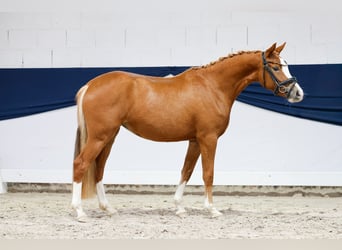 Poney de selle allemand, Jument, 2 Ans, 140 cm, Alezan
