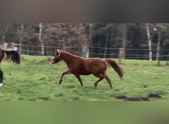 Poney de selle allemand, Jument, 2 Ans, 143 cm, Alezan