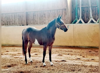 Poney de selle allemand, Jument, 2 Ans, 145 cm, Bai