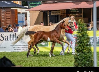 Poney de selle allemand, Jument, 2 Ans, 145 cm, Bai