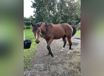 Poney de selle allemand, Jument, 2 Ans, 145 cm, Bai