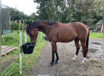 Poney de selle allemand, Jument, 2 Ans, 145 cm, Bai