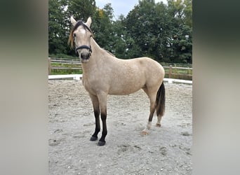 Poney de selle allemand, Jument, 2 Ans, 145 cm, Buckskin