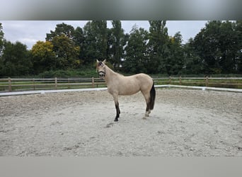 Poney de selle allemand, Jument, 2 Ans, 145 cm, Buckskin