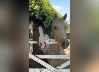 Poney de selle allemand, Jument, 2 Ans, 147 cm, Palomino