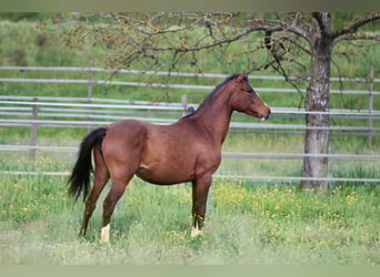 Poney de selle allemand Croisé, Jument, 2 Ans, 148 cm, Bai