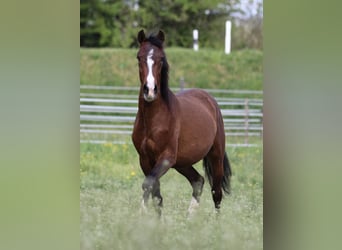 Poney de selle allemand Croisé, Jument, 2 Ans, 148 cm, Bai