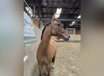 Poney de selle allemand, Jument, 2 Ans, 152 cm, Buckskin