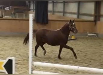 Poney de selle allemand, Jument, 2 Ans, Alezan brûlé