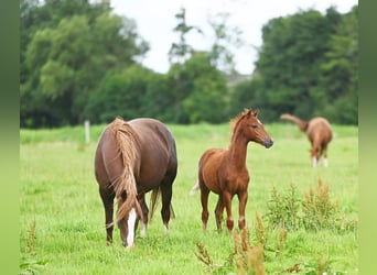 Poney de selle allemand, Jument, 2 Ans, Alezan brûlé