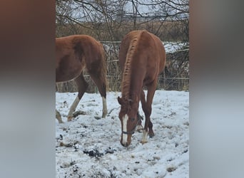 Poney de selle allemand, Jument, 2 Ans, Alezan