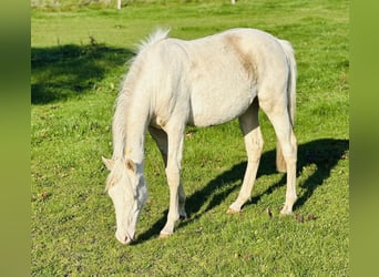 Poney de selle allemand, Jument, 2 Ans, Cremello