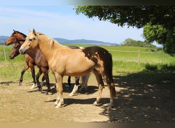 Poney de selle allemand, Jument, 2 Ans, Palomino