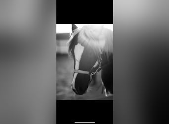 Poney de selle allemand, Jument, 3 Ans, 128 cm, Pinto