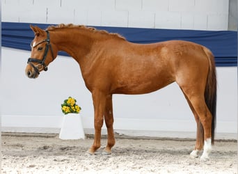 Poney de selle allemand, Jument, 3 Ans, 133 cm, Alezan