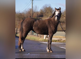 Poney de selle allemand, Jument, 3 Ans, 135 cm, Gris